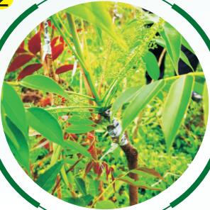 漆樹(shù)生長(zhǎng)過(guò)程02