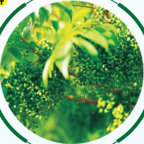 漆樹(shù)生長(zhǎng)過(guò)程04